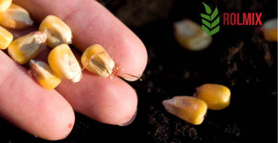 Siew kukurydzy na ziarno w województwie łódzkim – kluczowe czynniki sukcesu